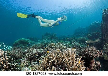 Free diving over Coral Reef, Amed, Bali, Indonesia View Large Photo Image Stock Photo - Free diving over Coral Reef, Amed, Bali, Indonesia. Fotosearch