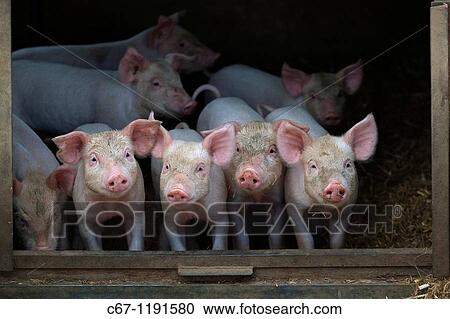 Free range Piglets at 4 weeks old View Large Photo Image Stock Image - Free range Piglets at 4 weeks old. Fotosearch