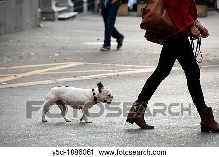 French bulldog on a walk, Zurich, Switzerland View Large Photo Image Stock Image - French bulldog on a walk, Zurich, Switzerland. Fotosearch