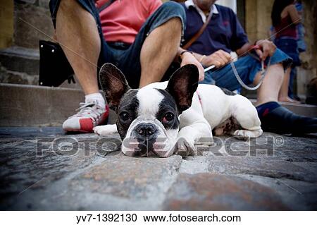 Stock Image - French bulldog. Fotosearch