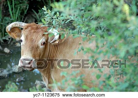 French countryside cow View Large Photo Image Stock Photography - French countryside cow. Fotosearch