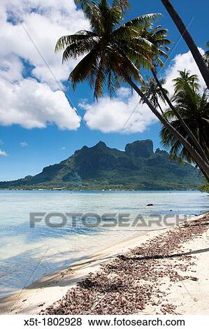 French Polynesia, Bora Bora, Mount Otemanu View Large Photo Image Stock Photo - French Polynesia, Bora Bora, Mount Otemanu. Fotosearch