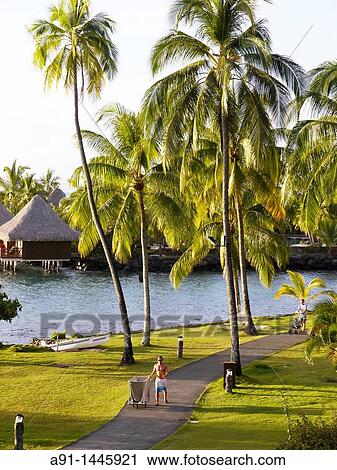 French Polynesia, leeward islands archipelago, island of Tahiti, Hotel Intercontinental, palm trees View Large Photo Image Stock Image - French Polynesia, leeward islands archipelago, island of Tahiti, Hotel Intercontinental, palm trees. Fotosearch