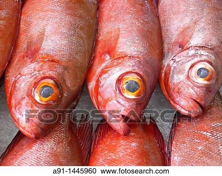 French Polynesia, leeward islands archipelago, island of Tahiti, Papeete market, fishes stall View Large Photo Image Stock Image - French Polynesia, leeward islands archipelago, island of Tahiti, Papeete market, fishes stall. Fotosearch