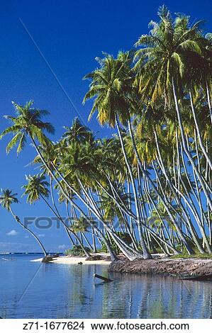 French Polynesia Moorea View Large Photo Image Picture - French Polynesia Moorea. Fotosearch
