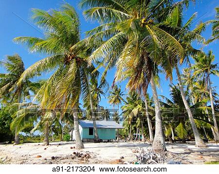 French Polynesia, Windward islands archipelago, bora bora island View Large Photo Image Picture - French Polynesia, Windward islands archipelago, bora bora island. Fotosearch