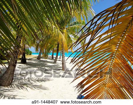 French Polynesia, Windward islands archipelago, bora bora island View Large Photo Image Stock Photo - French Polynesia, Windward islands archipelago, bora bora island. Fotosearch