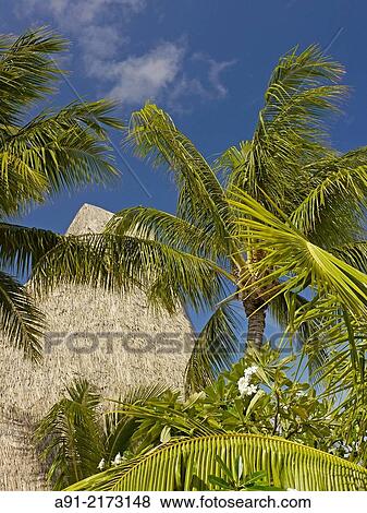 French Polynesia, Windward islands archipelago, bora bora island, Hotel and resort Meridien View Large Photo Image Stock Photo - French Polynesia, Windward islands archipelago, bora bora island, Hotel and resort Meridien. Fotosearch