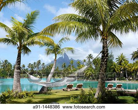French Polynesia, Windward islands archipelago, bora bora island, Saint Regis luxury hotel and resort, hammock View Large Photo Image Stock Photograph - French Polynesia, Windward islands archipelago, bora bora island, Saint Regis luxury hotel and resort, hammock. Fotosearch