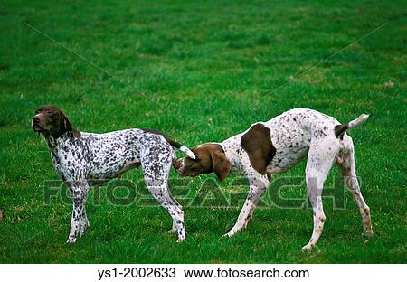 French Pyrenean Pointer Dog, Male smelling a Female in Heat. View Large Photo Image Stock Image - French Pyrenean Pointer Dog, Male smelling a Female in Heat.. Fotosearch