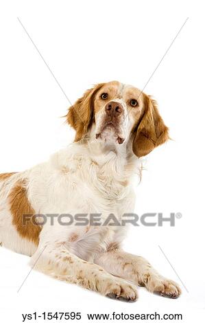 French Spaniel Cinnamon Color, Male laying against White Background View Large Photo Image Stock Photography - French Spaniel Cinnamon Color, Male laying against White Background. Fotosearch