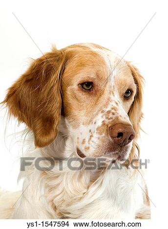 French Spaniel Cinnamon Color, Portrait of Male against White Background View Large Photo Image Picture - French Spaniel Cinnamon Color, Portrait of Male against White Background. Fotosearch