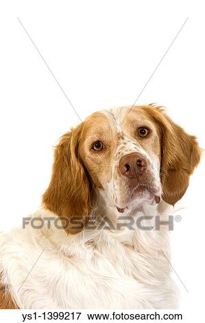 French Spaniel Dog Cinnamon Color, Portrait of Male against White Background View Large Photo Image Stock Photo - French Spaniel Dog Cinnamon Color, Portrait of Male against White Background. Fotosearch