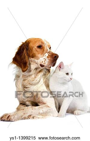 French Spaniel Dog Cinnamon Color with White Domestic Cat against White Background View Large Photo Image Stock Photography - French Spaniel Dog Cinnamon Color with White Domestic Cat against White Background. Fotosearch