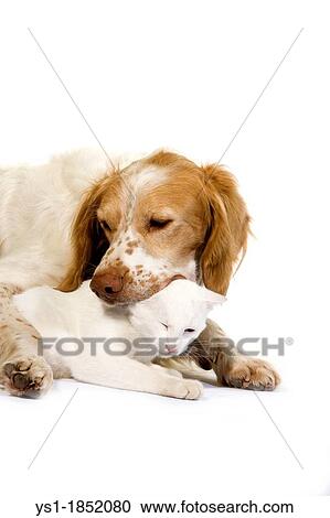 French Spaniel Male Cinnamon Color and White Domestic Cat playing against White Background View Large Photo Image Stock Image - French Spaniel Male Cinnamon Color and White Domestic Cat playing against White Background. Fotosearch