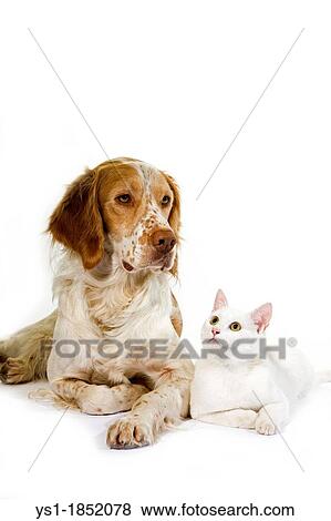 French Spaniel Male Cinnamon Color and White Domestic Cat laying against White Background View Large Photo Image Stock Photo - French Spaniel Male Cinnamon Color and White Domestic Cat laying against White Background. Fotosearch