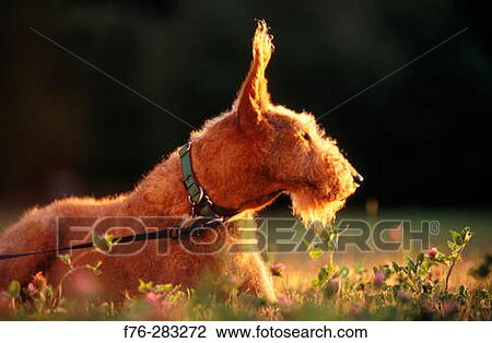 French Terrier View Large Photo Image Stock Image - French Terrier. Fotosearch