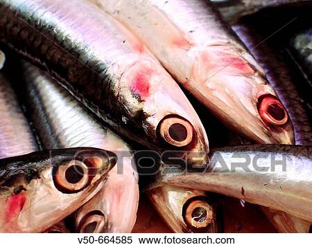 Fresh anchovies in the Salamanca Municipal market. MBlaga. Andaluc? a. Spain. View Large Photo Image Stock Photography - Fresh anchovies in the Salamanca Municipal market. MBlaga. Andaluc? a. Spain.. Fotosearch
