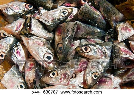 Fresh Anchovy heads Engraulis encrasicolus View Large Photo Image Stock Photo - Fresh Anchovy heads Engraulis encrasicolus. Fotosearch