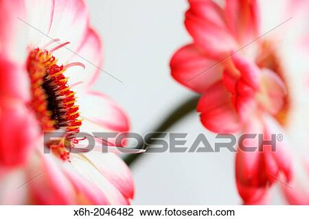 fresh and pure contemporary image of red tipped gerberas still life View Large Photo Image Stock Image - fresh and pure contemporary image of red tipped gerberas still life. Fotosearch