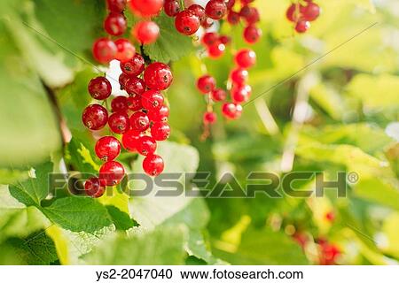 Fresh and ripe red currants hanging on bush in garden. View Large Photo Image Stock Image - Fresh and ripe red currants hanging on bush in garden.. Fotosearch