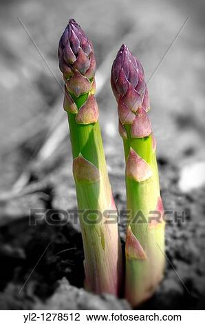 fresh asparagus spears growing in a field View Large Photo Image Stock Image - fresh asparagus spears growing in a field. Fotosearch