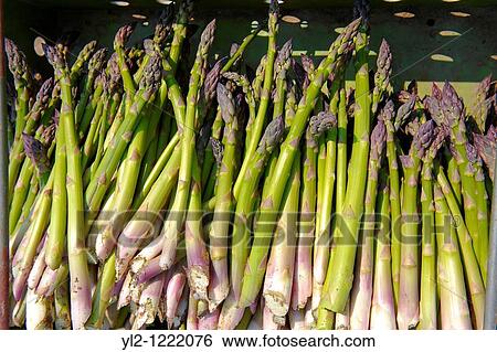 fresh asparagus spears just picked in an asparagus field View Large Photo Image Stock Photograph - fresh asparagus spears just picked in an asparagus field. Fotosearch