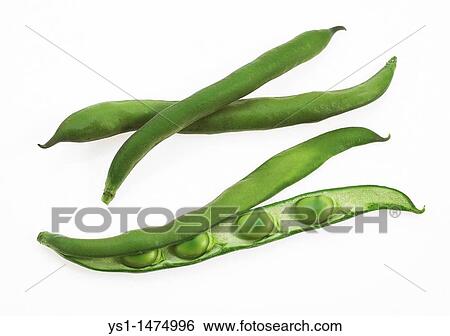 Stock Photograph - Fresh Broad Beans against White Background. Fotosearch