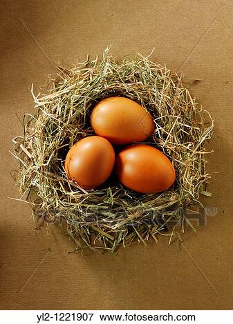 Fresh Burford Brown free range organic Eggs in a nest View Large Photo Image Stock Photo - Fresh Burford Brown free range organic Eggs in a nest. Fotosearch