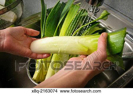 Fresh cut leaks are prepared for cooking by washing under cold water. View Large Photo Image Picture - Fresh cut leaks are prepared for cooking by washing under cold water.. Fotosearch