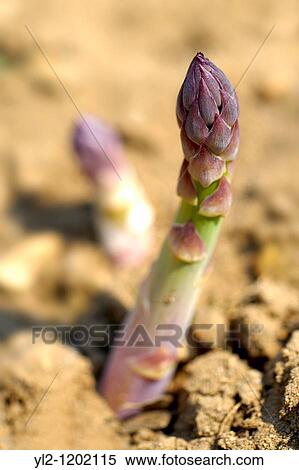 Fresh English Asparagus growing View Large Photo Image Stock Photography - Fresh English Asparagus growing. Fotosearch