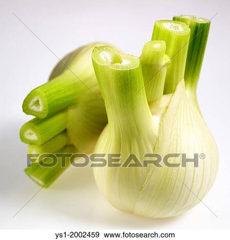 Stock Photo - Fresh Fennel, foeniculum vulgare against White Background.. Fotosearch