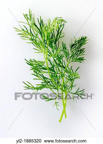 Fresh Fennel leaves View Large Photo Image Stock Image - Fresh Fennel leaves. Fotosearch