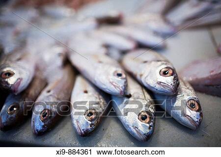 Fresh fish for sale in the market, town of Sanlucar de Barrameda, province of Cadiz, Andalusia, Spain. View Large Photo Image Stock Image - Fresh fish for sale in the market, town of Sanlucar de Barrameda, province of Cadiz, Andalusia, Spain.. Fotosearch