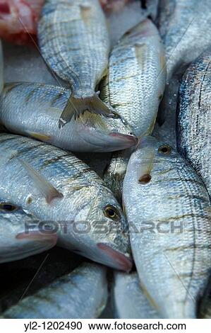 Fresh fish - Venice Rialto Fish Market View Large Photo Image Stock Image - Fresh fish - Venice Rialto Fish Market. Fotosearch