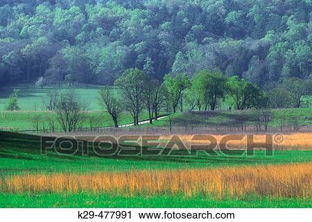 Fresh grasses and dead grasses in pasture at Cades Cove. Great Smoky Mountains NP. Tennessee. USA. View Large Photo Image Stock Image - Fresh grasses and dead grasses in pasture at Cades Cove. Great Smoky Mountains NP. Tennessee. USA.. Fotosearch