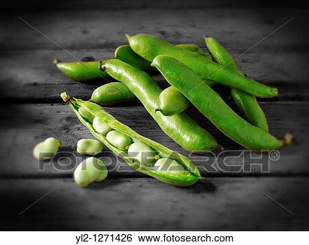 Stock Photograph - Fresh green Broad beans in their pods. Fotosearch