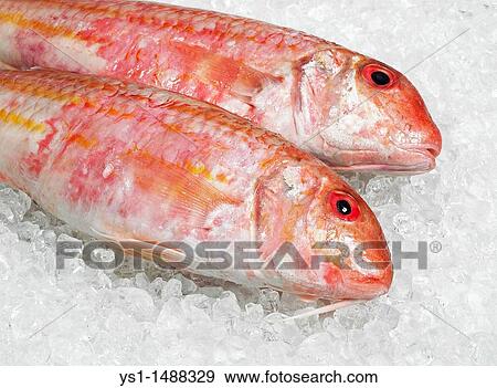 Fresh Gurnard, mullus surmuletus, Fishes on Ice View Large Photo Image Stock Photo - Fresh Gurnard, mullus surmuletus, Fishes on Ice. Fotosearch