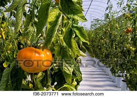 Fresh heirloom tomatoes growing in hydroponic climate controlled greenhouse, Linn's Family Farm, near Cambria, California. View Large Photo Image Stock Image - Fresh heirloom tomatoes growing in hydroponic climate controlled greenhouse, Linn's Family Farm, near Cambria, California.. Fotosearch