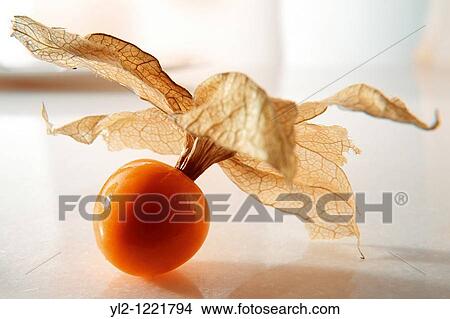 Picture - Fresh Incan Berry - also known as Cape Gooseberry, agauaymanto berries or Goldenberries source of Vitamin P and bioflavinoids. Fotosearch