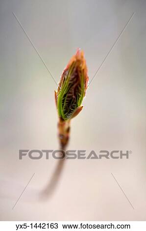Stock Image - Fresh leaves appearing from a bud in spring. Fotosearch