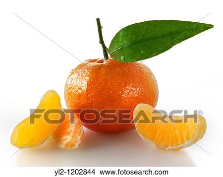 Fresh manderins fruits with leaves View Large Photo Image Picture - Fresh manderins fruits with leaves. Fotosearch