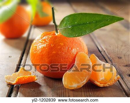 Fresh manderins fruits with leaves View Large Photo Image Stock Photo - Fresh manderins fruits with leaves. Fotosearch