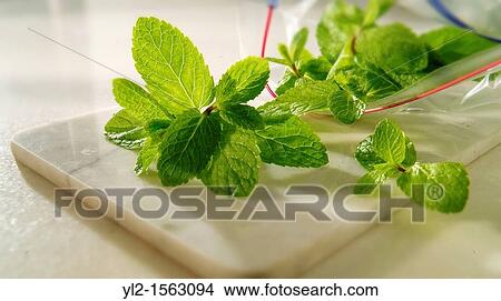 Picture - Fresh Mint Leaves being packed. Fotosearch