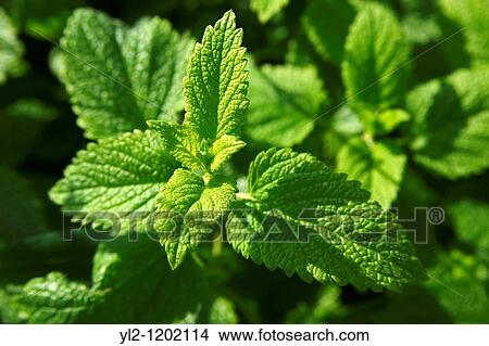 Fresh Mint leaves growing View Large Photo Image Picture - Fresh Mint leaves growing. Fotosearch
