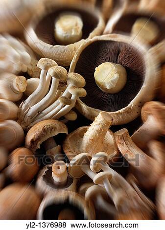Fresh mixed whole mushrooms View Large Photo Image Stock Photo - Fresh mixed whole mushrooms. Fotosearch