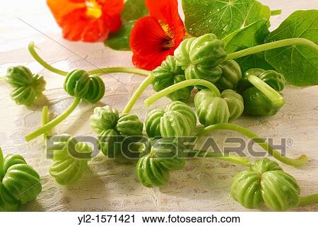 Stock Image - Fresh nasturtium flowers leaves & seeds. Fotosearch