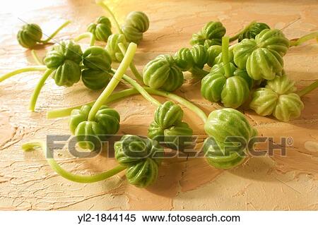Stock Photography - Fresh Nasturtium seeds. Fotosearch