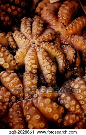 Fresh octopus background. View Large Photo Image Stock Image - Fresh octopus background.. Fotosearch