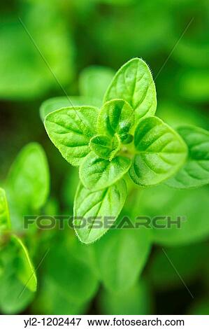 Fresh oregano leaves View Large Photo Image Stock Photo - Fresh oregano leaves. Fotosearch